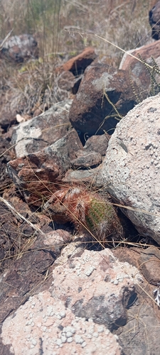 Parodia tenuicylindrica