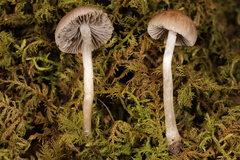 Cystoagaricus