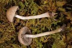 Cystoagaricus