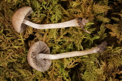 Cystoagaricus