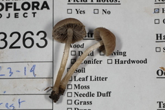 Cystoagaricus