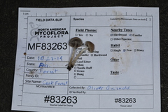 Cystoagaricus