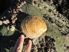 Semele decisa