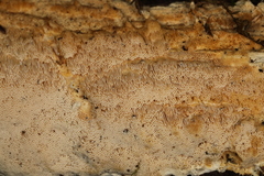 Perenniporia valliculorum