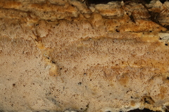 Perenniporia valliculorum