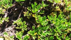 Leptinella pyrethrifolia