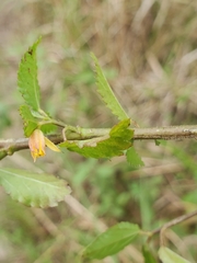 Corchorus siliquosus