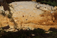 Perenniporia valliculorum