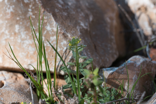 Hairy Alyssum (Alyssum strigosum)