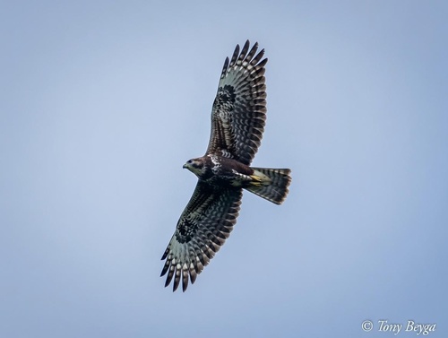 Common Buzzard