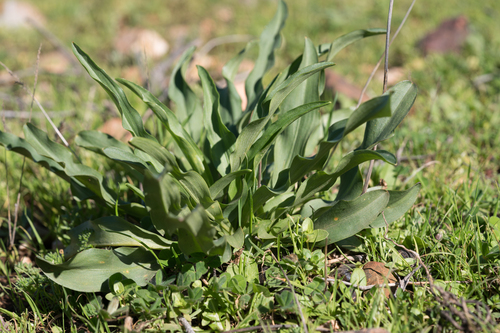 Biarum tenuifolium (Biarum tenuifolium)