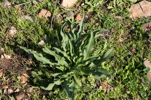 Biarum tenuifolium, photograph 3
