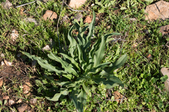 Biarum tenuifolium, photograph (c) Eleftherios Katsillis, some rights reserved (CC BY)