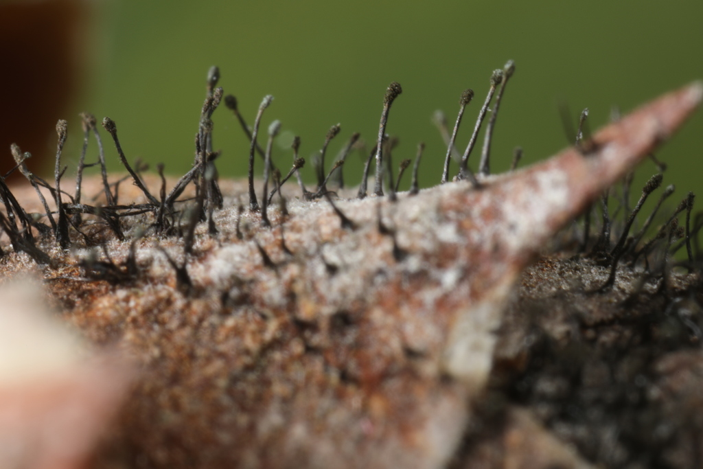 Melanommataceae