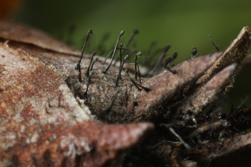 Rhododendron Blight
