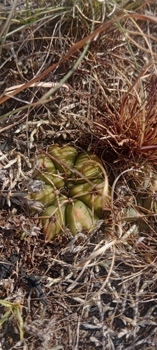 Gymnocalycium