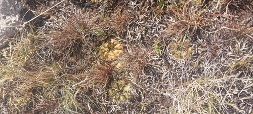 Gymnocalycium uruguayense