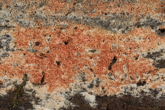 Ceriporia purpurea