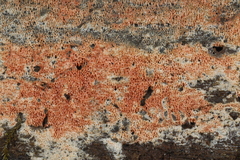 Ceriporia purpurea