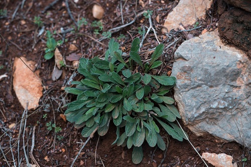 Convolvulus oleifolius, photograph 5
