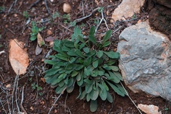 Convolvulus oleifolius, photograph (c) Eleftherios Katsillis, some rights reserved (CC BY)