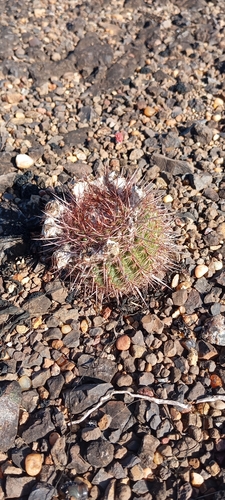 Tom thumb (Parodia mammulosa)
