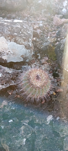 Parodia mueller-melchersii
