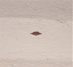 Sarisa muriferata