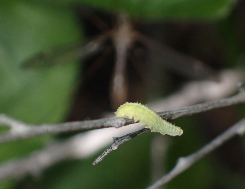 Unknown species found near Glendora, CA, USA