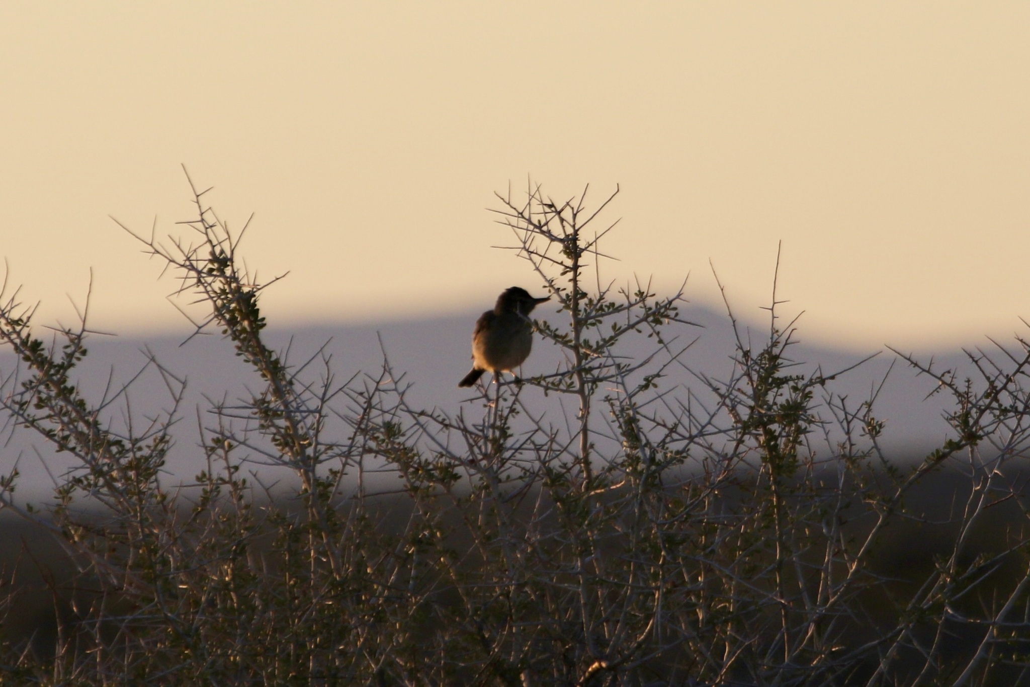 Grey-bellied Shrike-Tyrant (Agriornis micropterus), photo 1