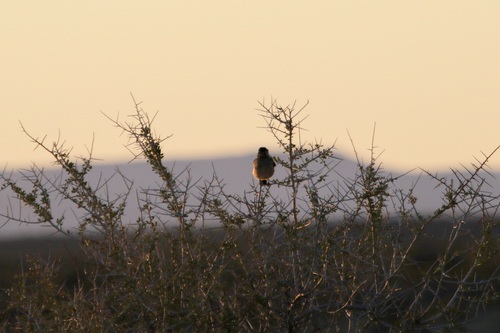 Grey-bellied Shrike-Tyrant (Agriornis micropterus), photo 2