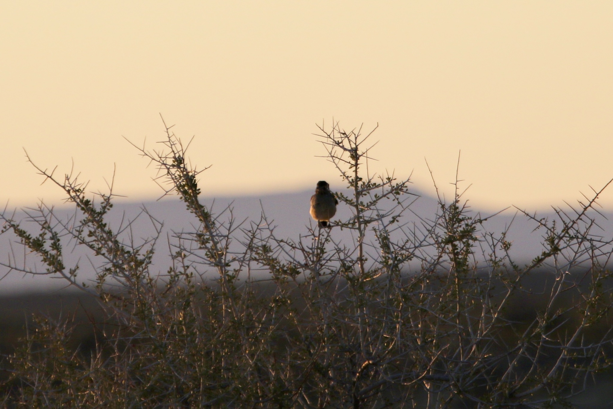 Grey-bellied Shrike-Tyrant (Agriornis micropterus), photo 2