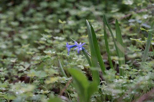 Hyacinthus orientalis