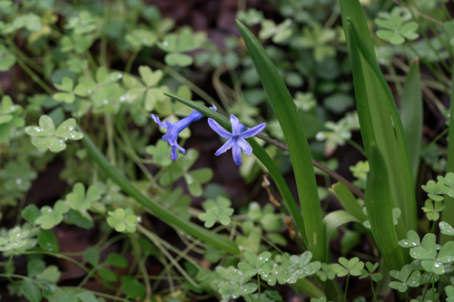 Hyacinthus orientalis