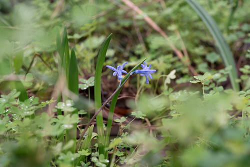 Hyacinthus orientalis