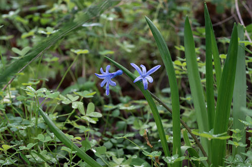 Hyacinthus orientalis