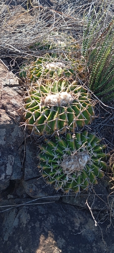 Parodia erinaceus
