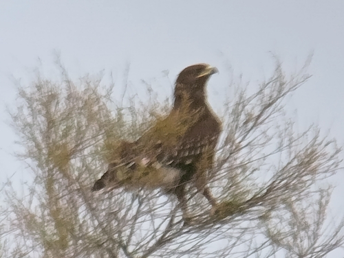 Águila moteada (Clanga clanga)
