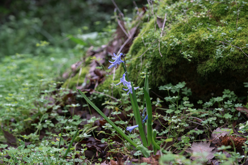 Hyacinthus orientalis