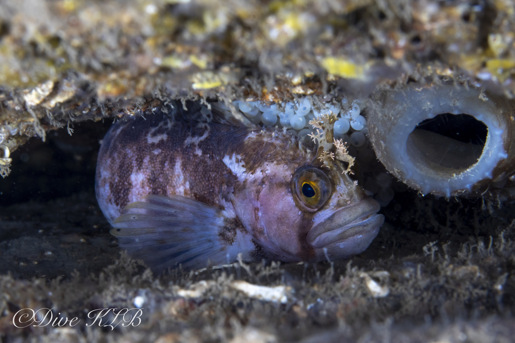Yarrell's blenny (Chirolophis ascanii) — Stichaeidae
