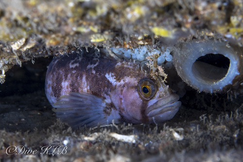 Yarrell's blenny (Chirolophis ascanii) — Stichaeidae