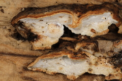 Skeletocutis semipileata