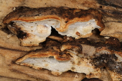 Skeletocutis semipileata