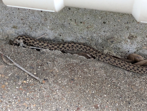 Checkered Garter Snake