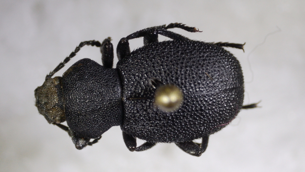 Eleodes brunnipes