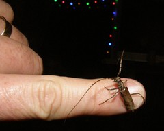 Didymocantha obliqua