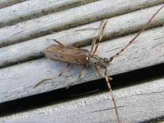 Didymocantha obliqua