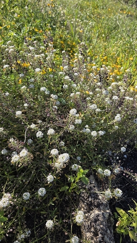 Lobularia canariensis, photograph 6