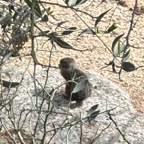 Harris' Antelope Squirrel observed by csavvage