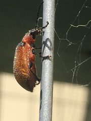 Ecnolagria rufescens